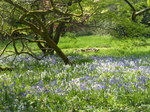 FZ005211 Blue and white Bluebells (Scilla non-scripta) in Dyffryn Gardens.jpg